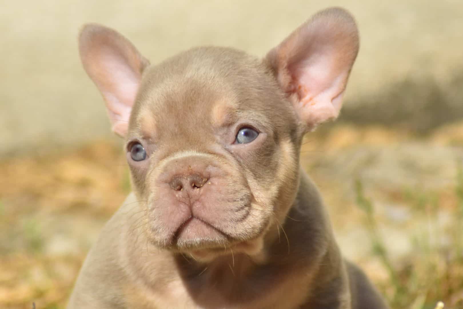 Chiot mâle bouledogue français exotique isabella tan new shade french bulldog exotic frenchie