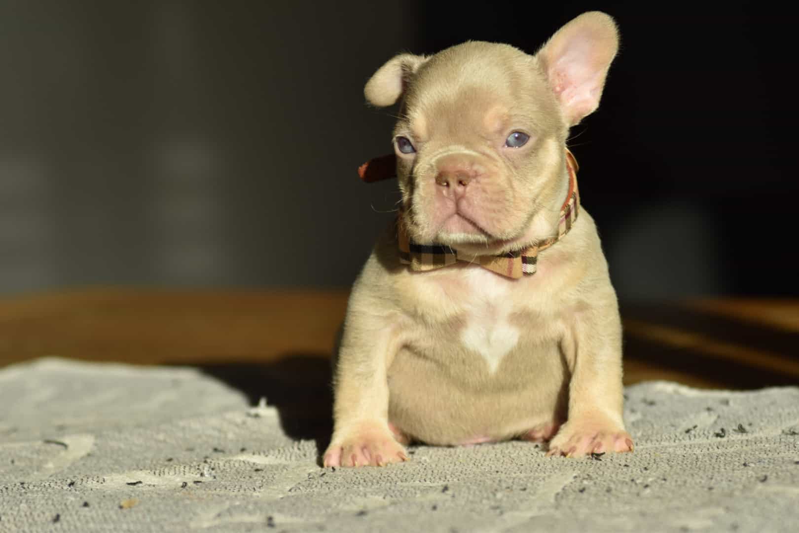 Chiot mâle bouledogue français exotique isabella tan new shade french bulldog frenchie exotic