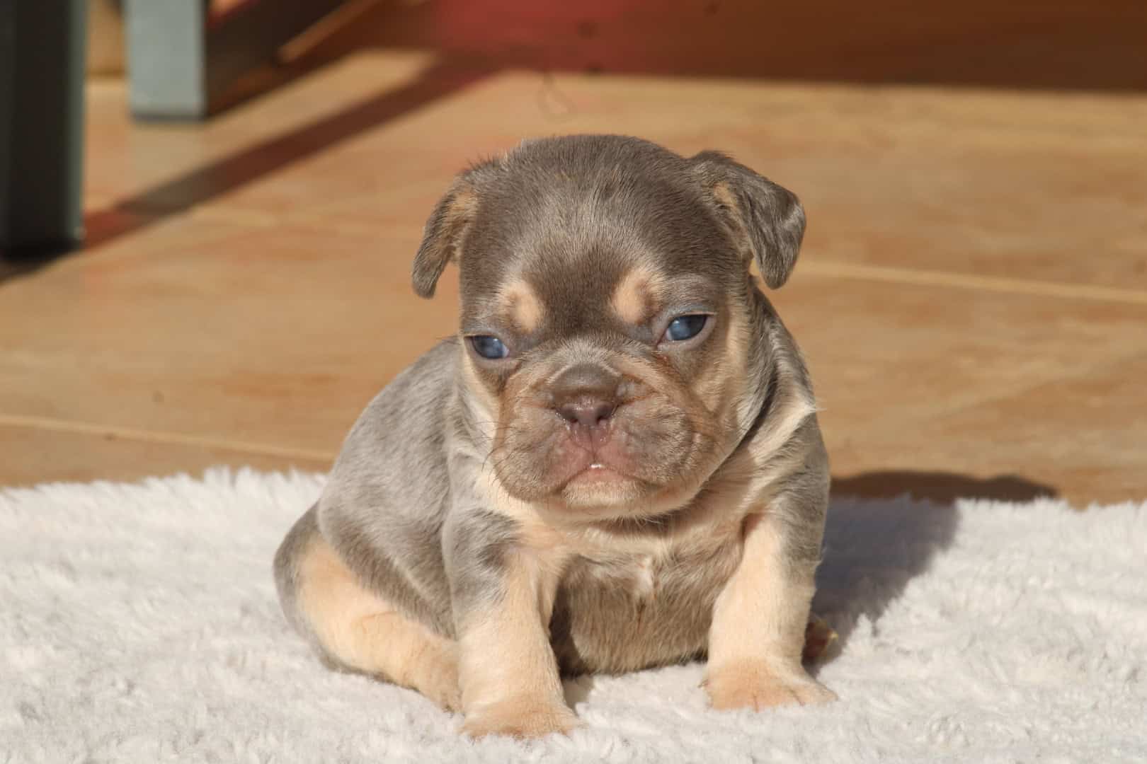 Chiot femelle bouledogue français exotique lilac tan aux yeux bleu-vert à vendre