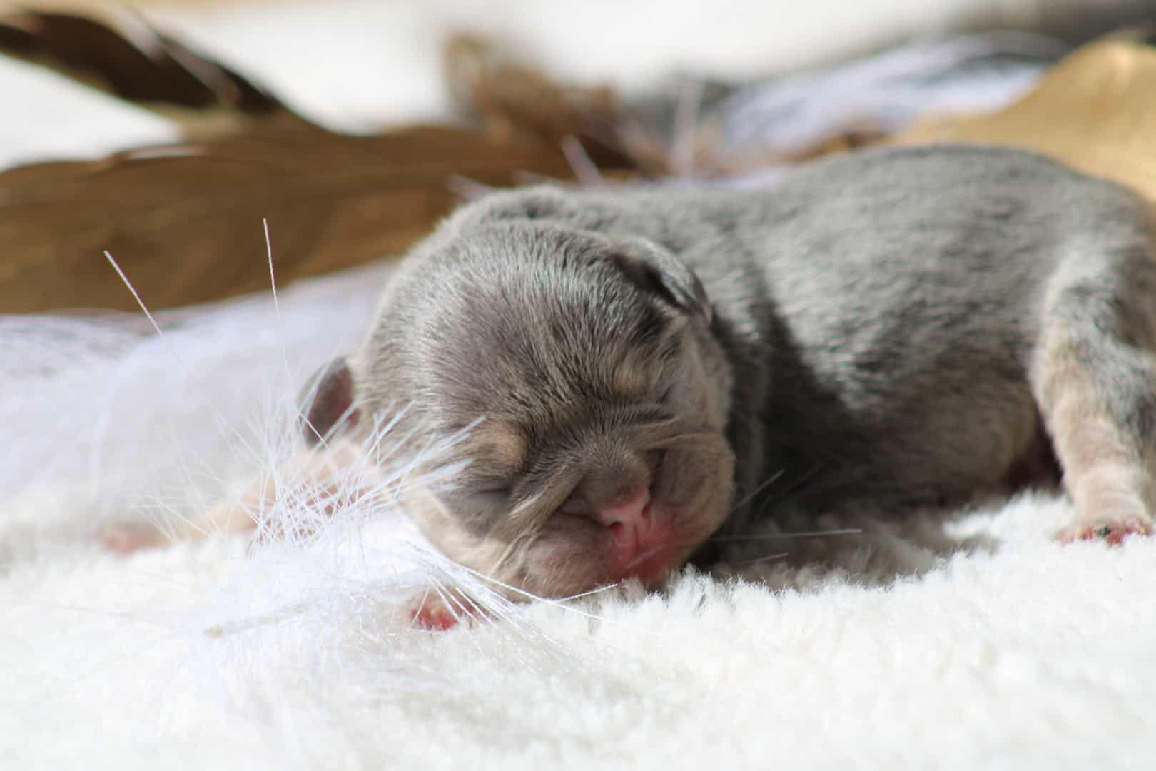 Chiot femelle bouledogue français exotique lilac tan à vendre