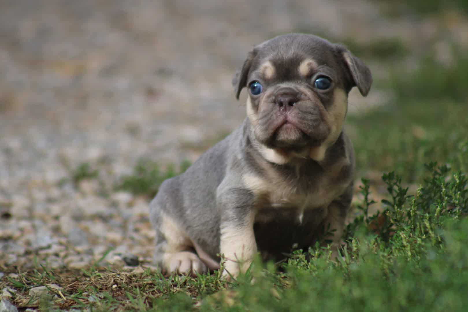 Chiot femelle bouledogue français exotique lilac tan aux yeux bleu-vert à vendre