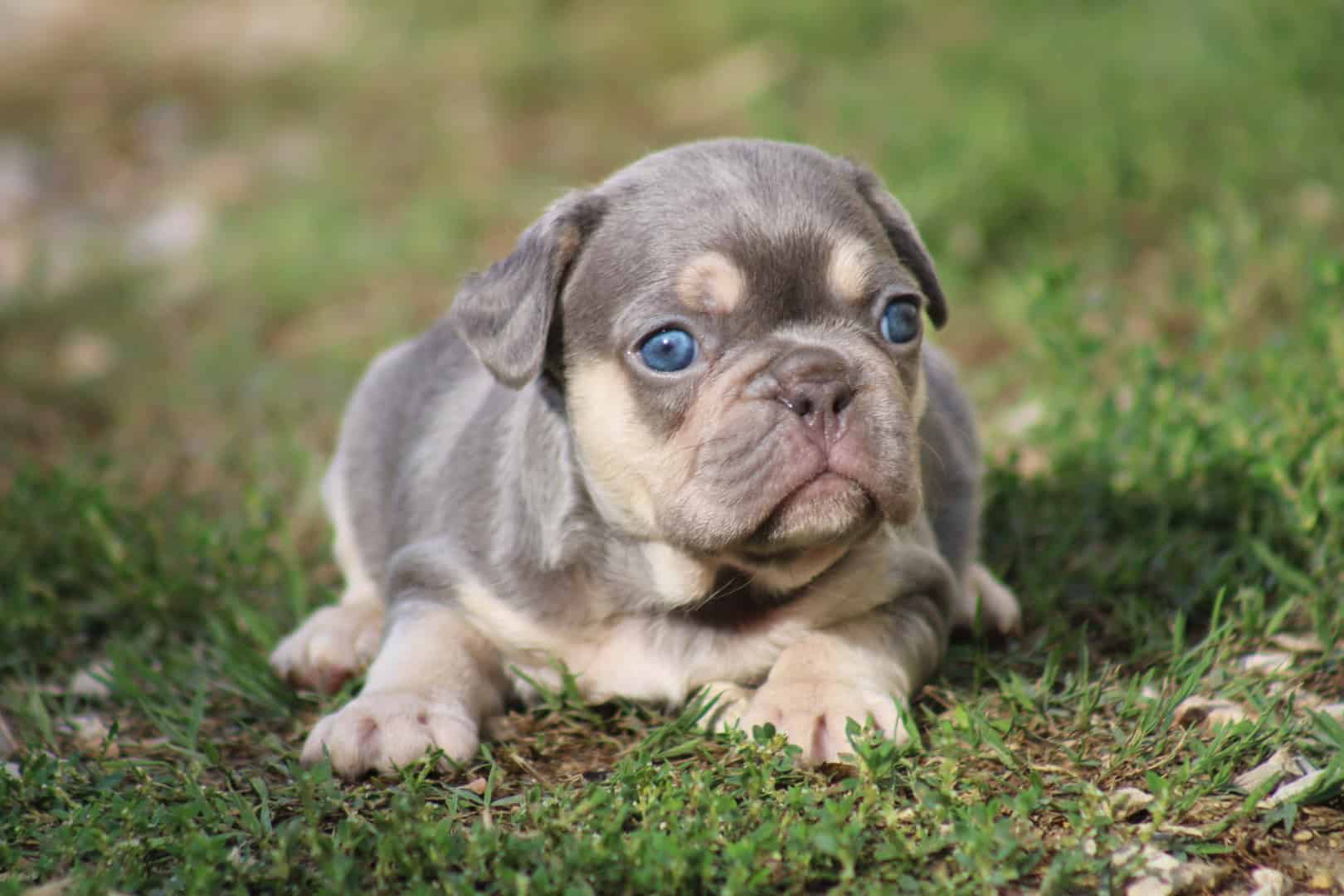 Chiot femelle bouledogue français exotique lilac tan aux yeux bleu-vert à vendre