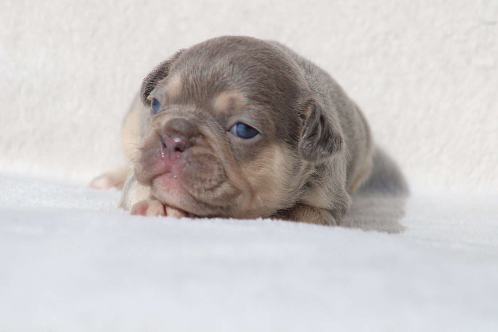 Chiot femelle bouledogue français exotique lilac tan aux yeux bleu-vert à vendre