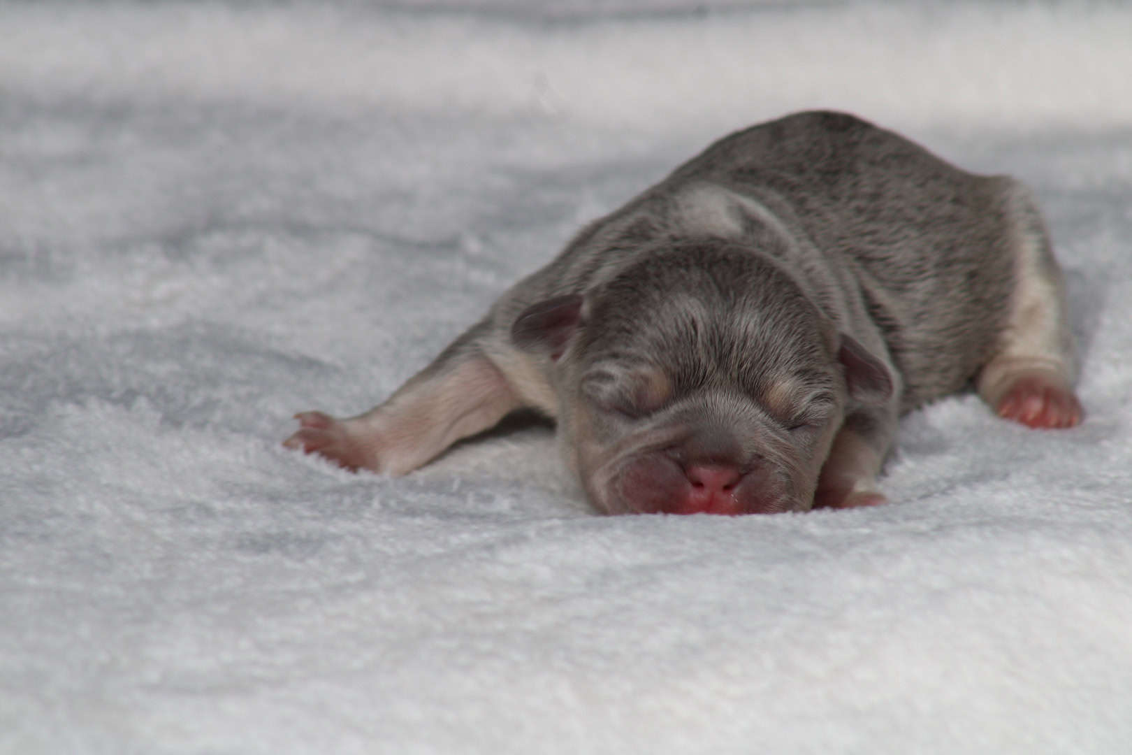 Chiot femelle bouledogue français exotique lilac tan à vendre