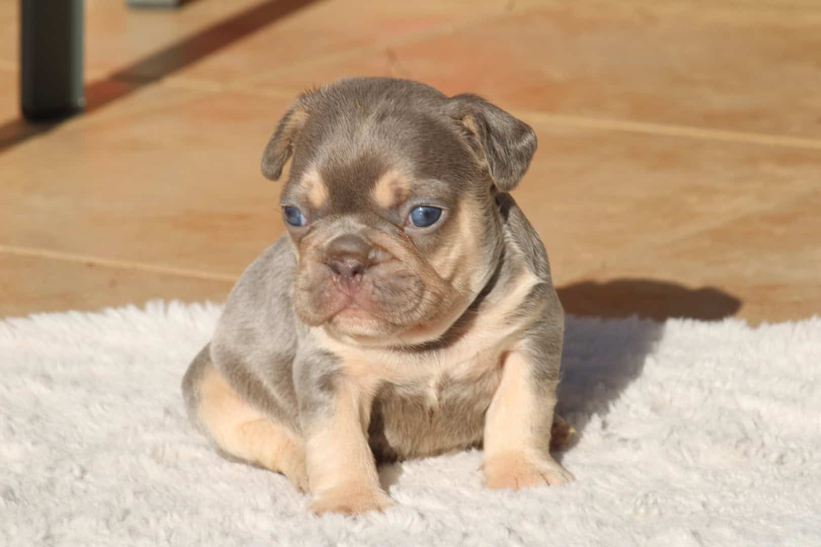 Chiot femelle bouledogue français exotique lilac tan aux yeux bleu-vert à vendre