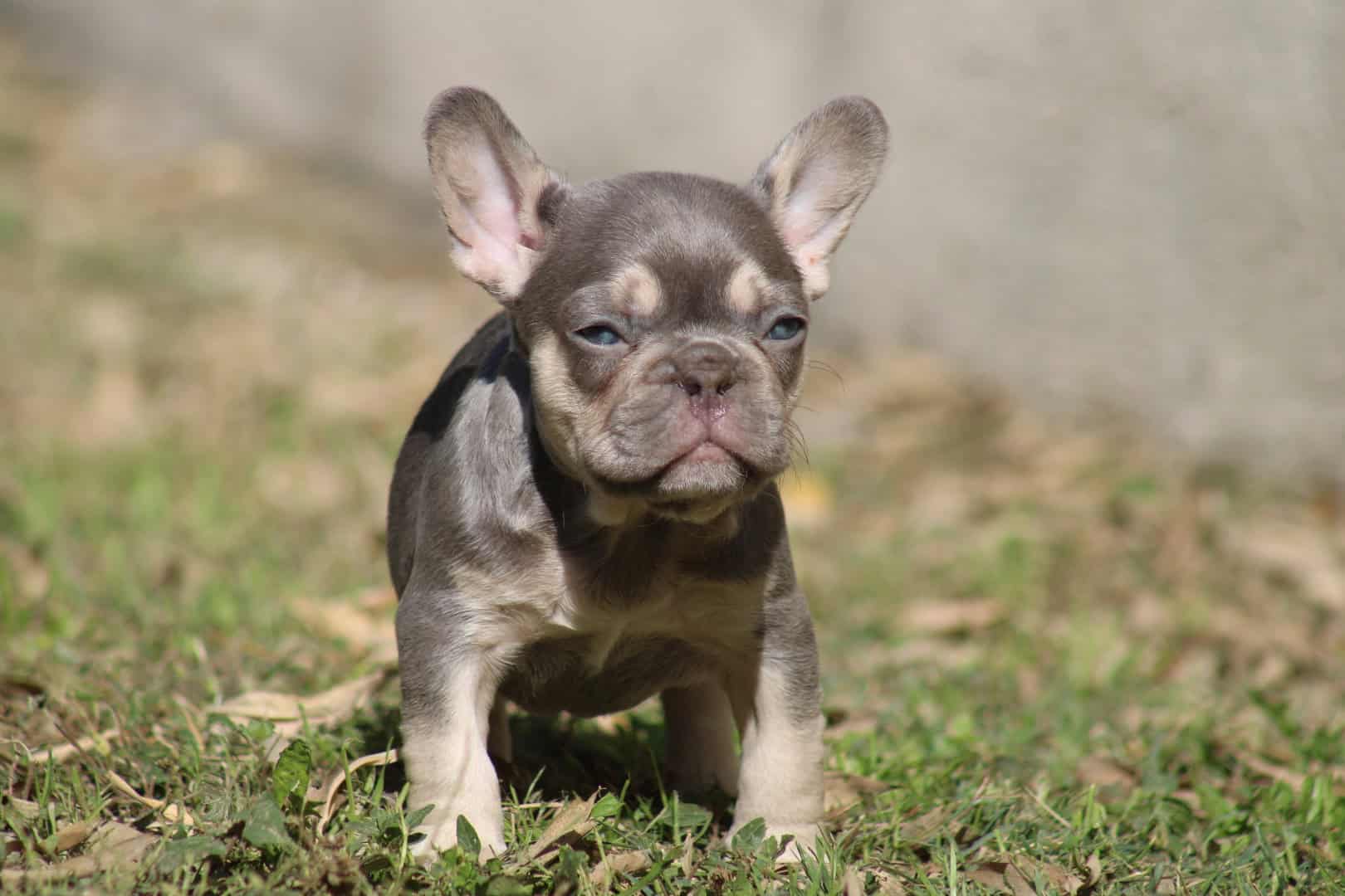 Chiot femelle bouledogue français exotique lilac tan aux yeux bleu-vert à vendre