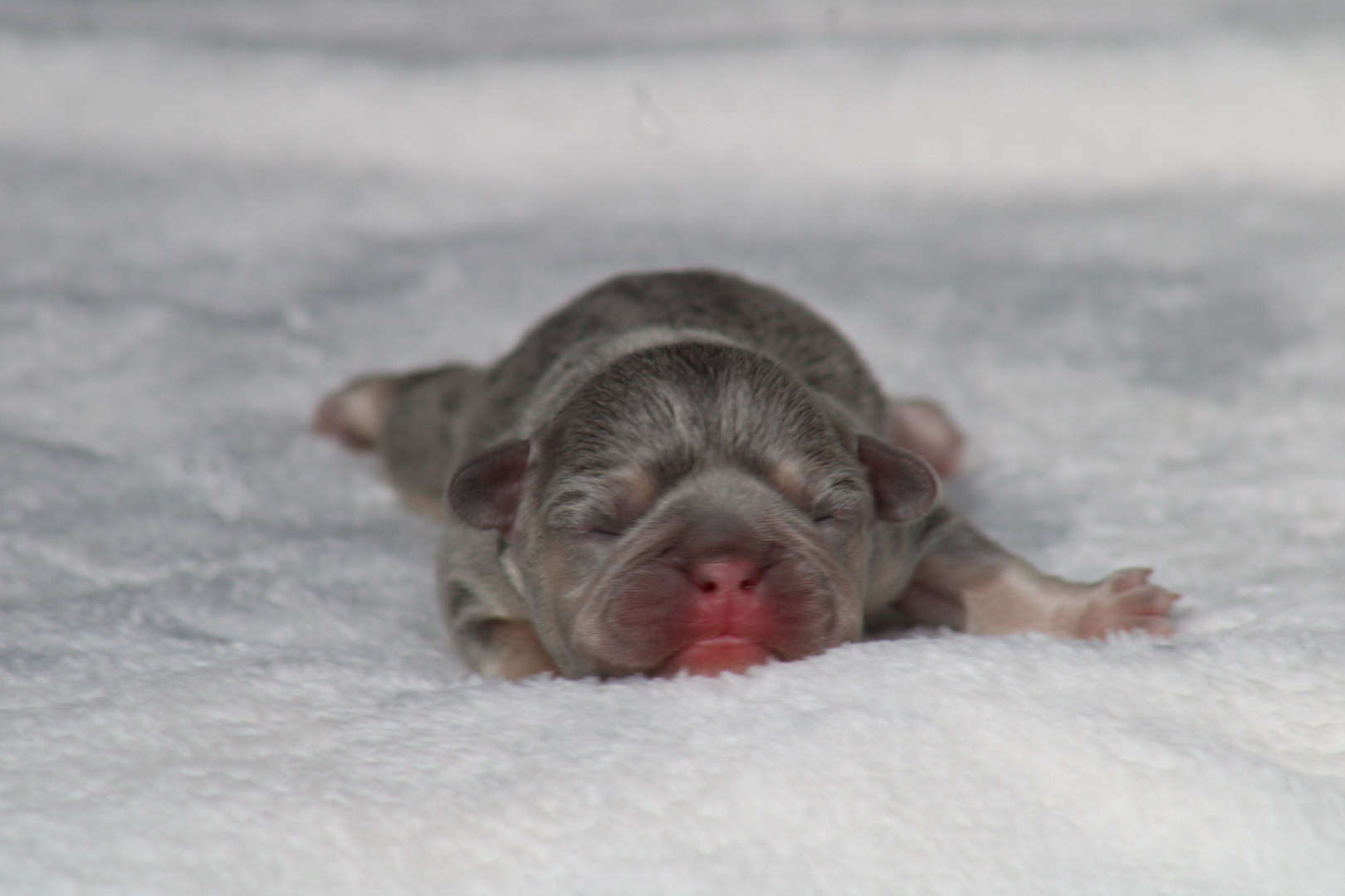 Chiot femelle bouledogue français exotique lilac tan à vendre