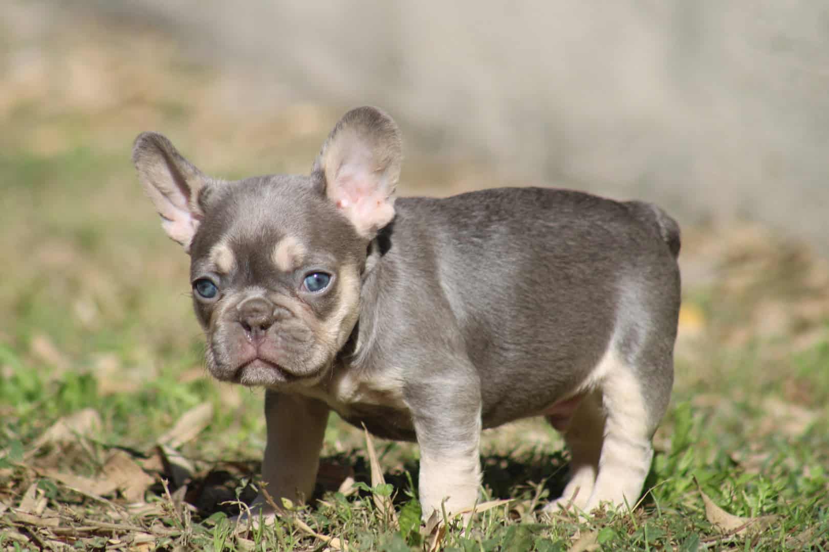 Chiot femelle bouledogue français exotique lilac tan aux yeux bleu-vert à vendre