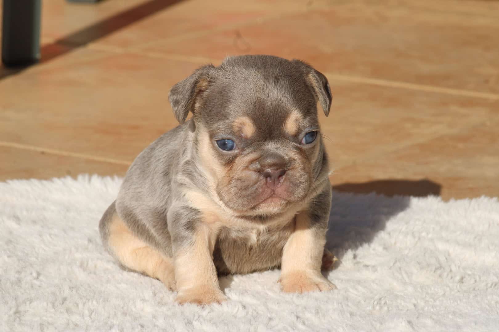 Chiot femelle bouledogue français exotique lilac tan aux yeux bleu-vert à vendre