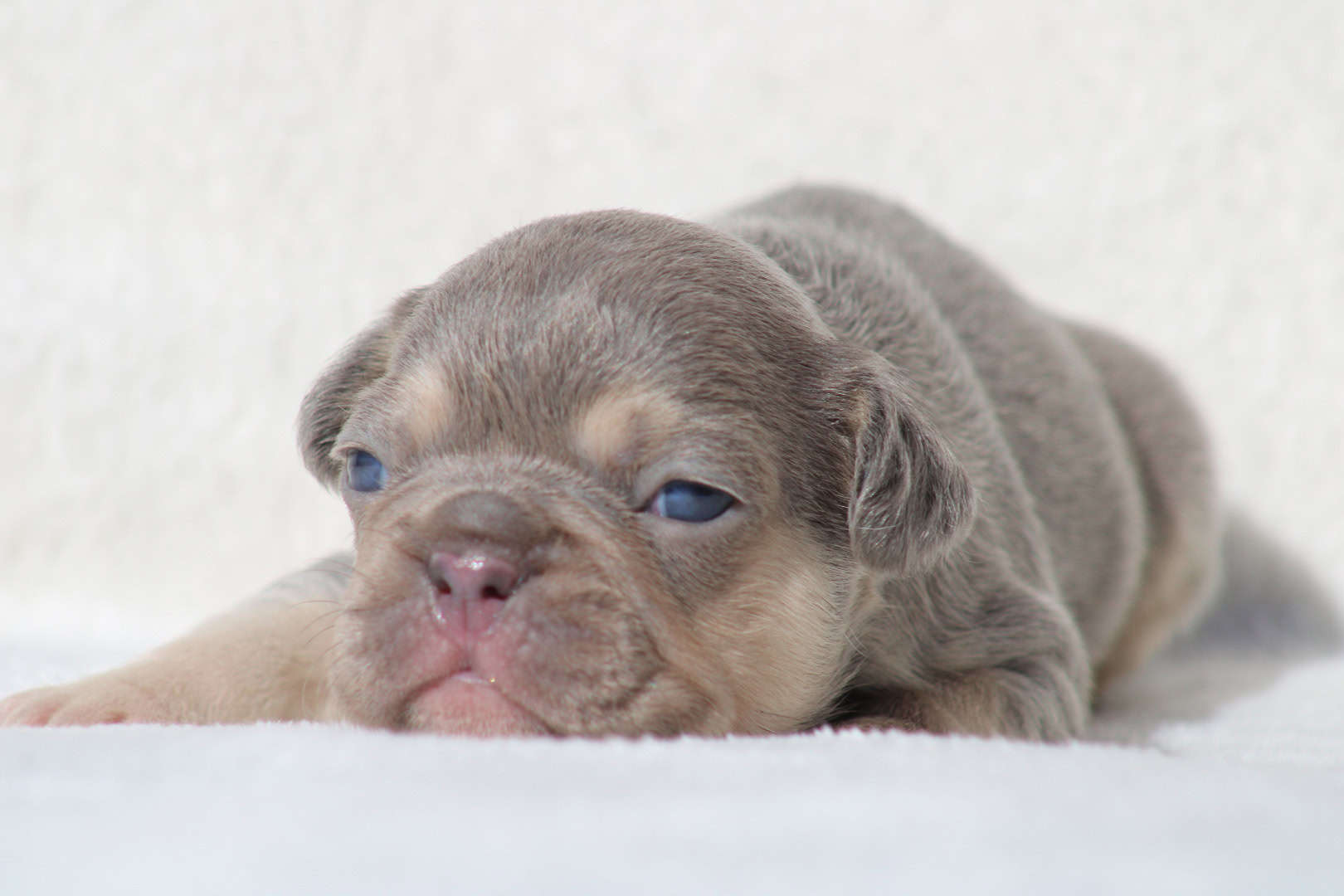 Chiot femelle bouledogue français exotique lilac tan aux yeux bleu-vert à vendre