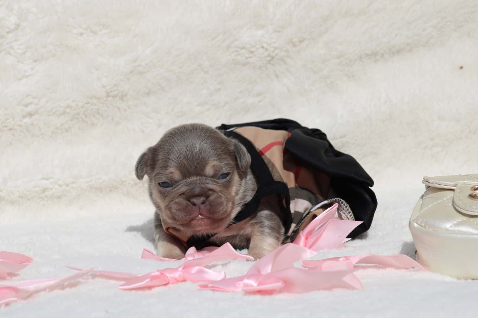 Chiot femelle bouledogue français exotique lilac tan aux yeux bleu-vert à vendre