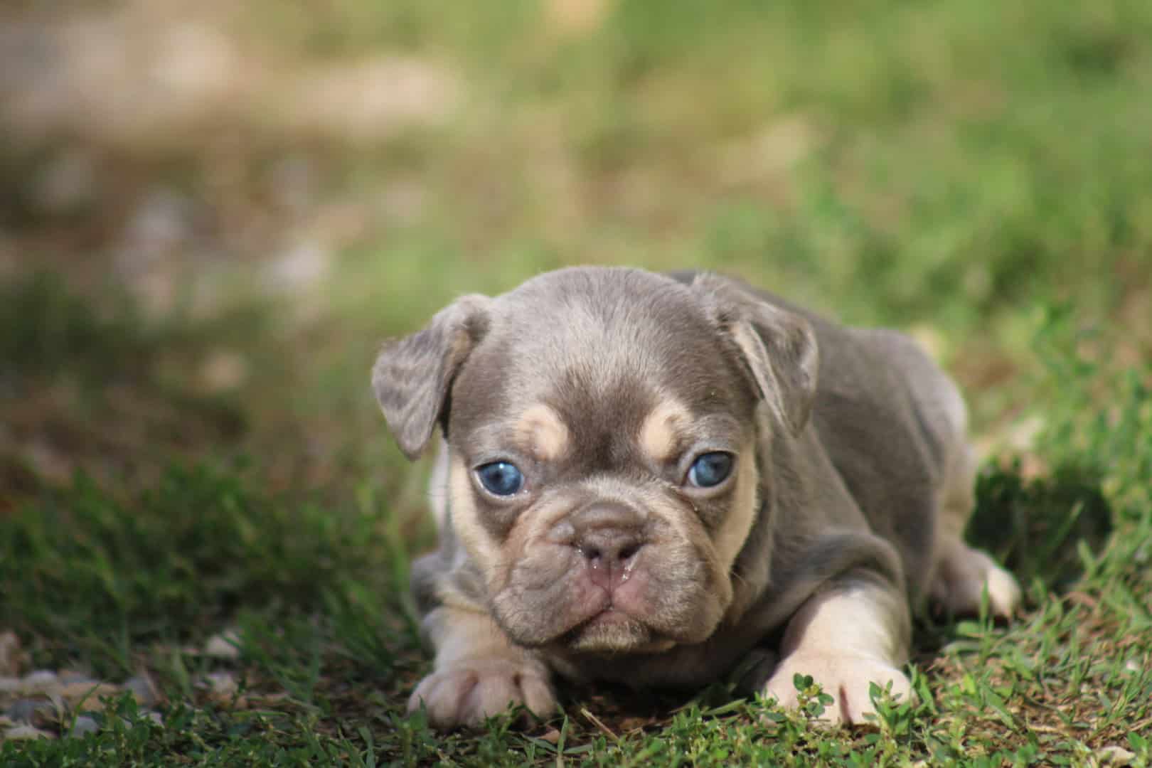 Chiot femelle bouledogue français exotique lilac tan aux yeux bleu-vert à vendre