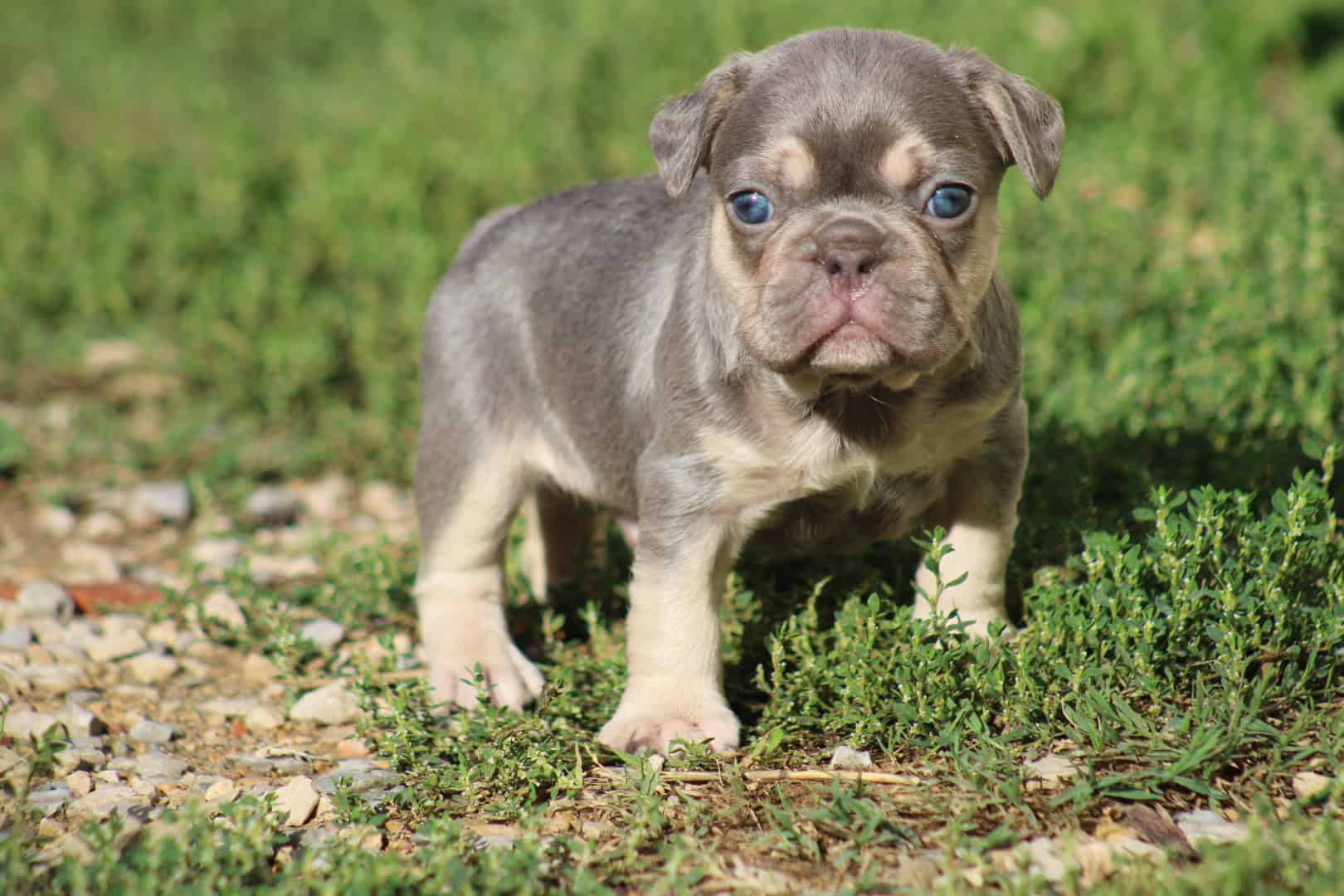 Chiot femelle bouledogue français exotique lilac tan aux yeux bleu-vert à vendre