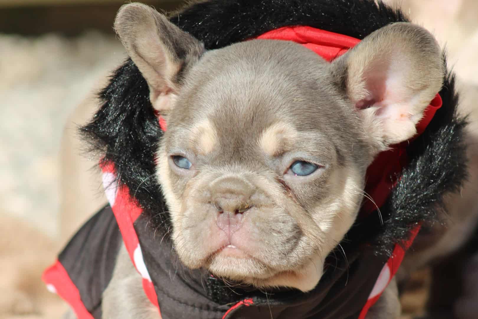 Chiot femelle bouledogue français exotique lilac tan aux yeux bleu-vert à vendre