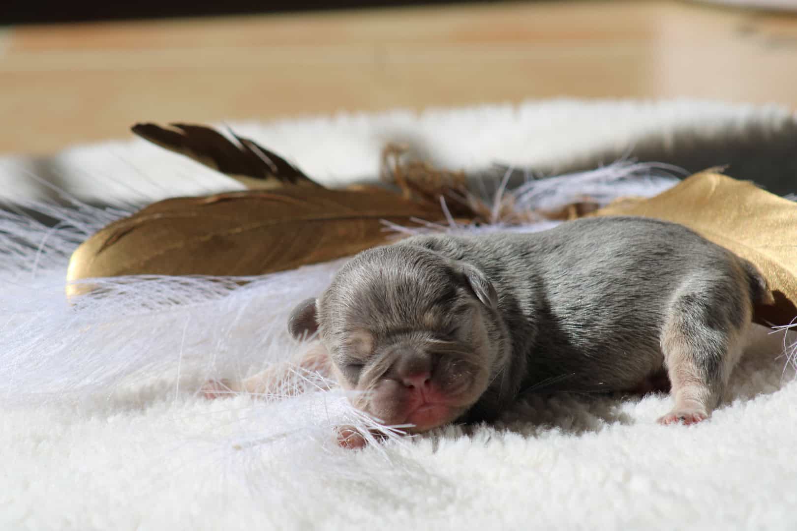 Chiot femelle bouledogue français exotique lilac tan à vendre