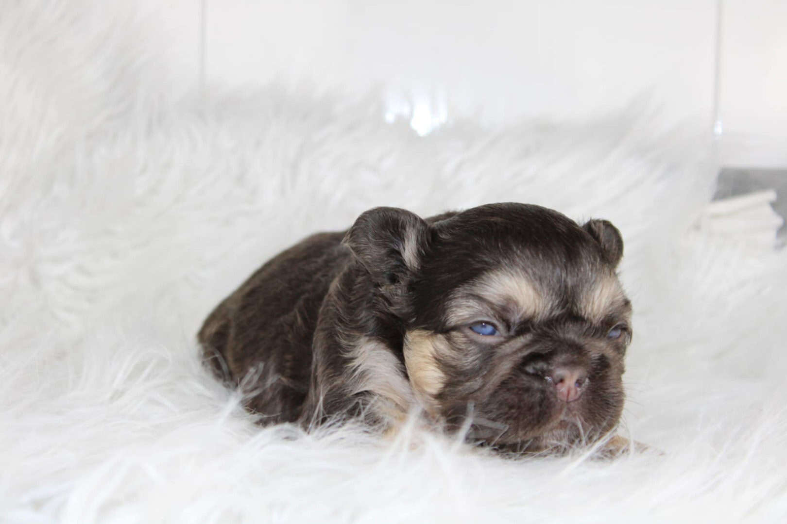 Chiot mâle bouledogue français exotique cocoa tan aux yeux bleus à vendre