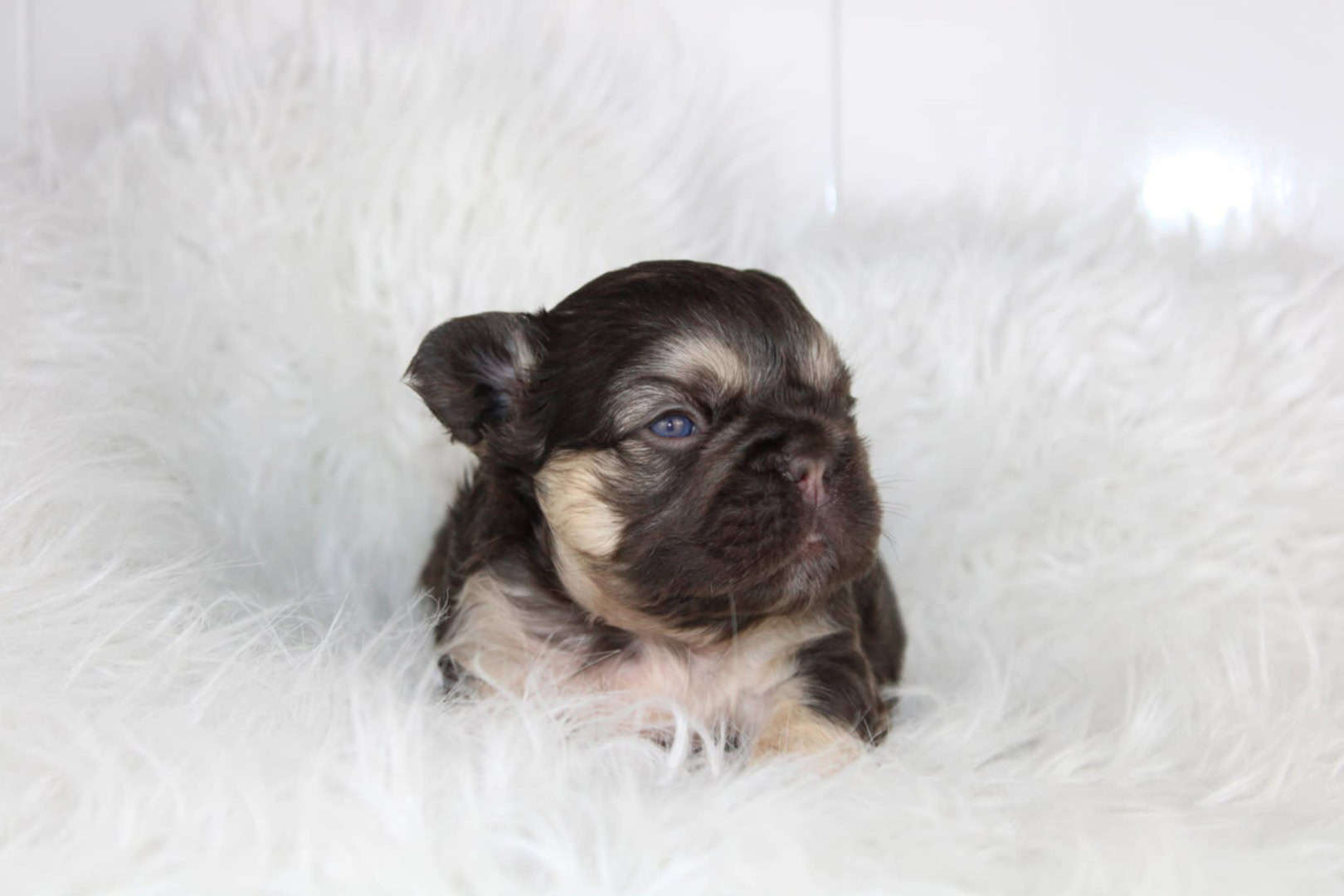 Chiot mâle bouledogue français exotique cocoa tan aux yeux bleus à vendre