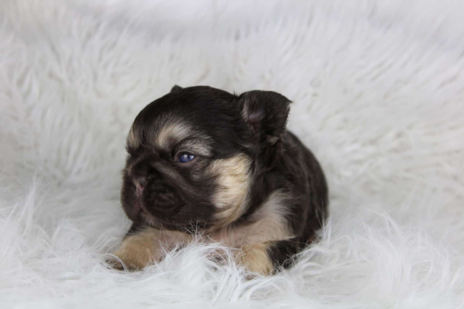 Chiot mâle bouledogue français exotique cocoa tan aux yeux bleus à vendre