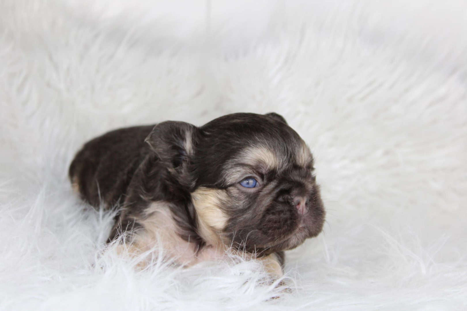 Chiot mâle bouledogue français exotique cocoa tan aux yeux bleus à vendre