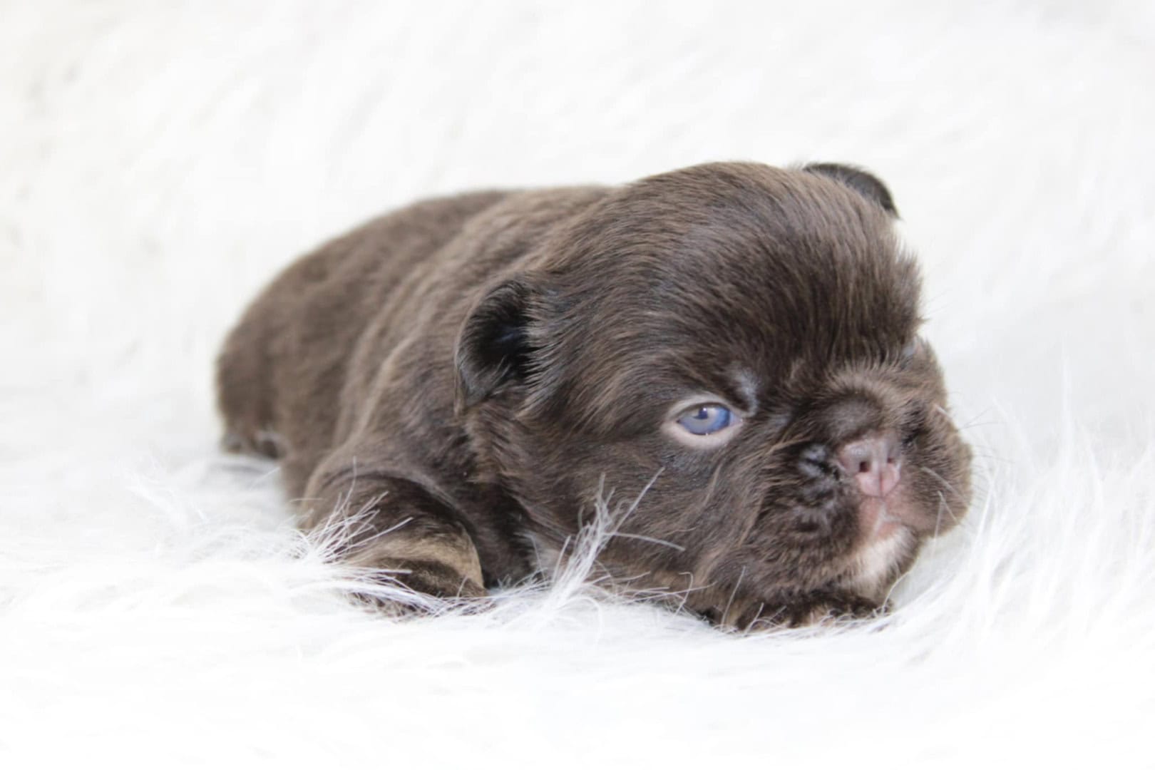 Chiot mâle bouledogue français exotique cocoa tan aux yeux bleu-vert à vendre