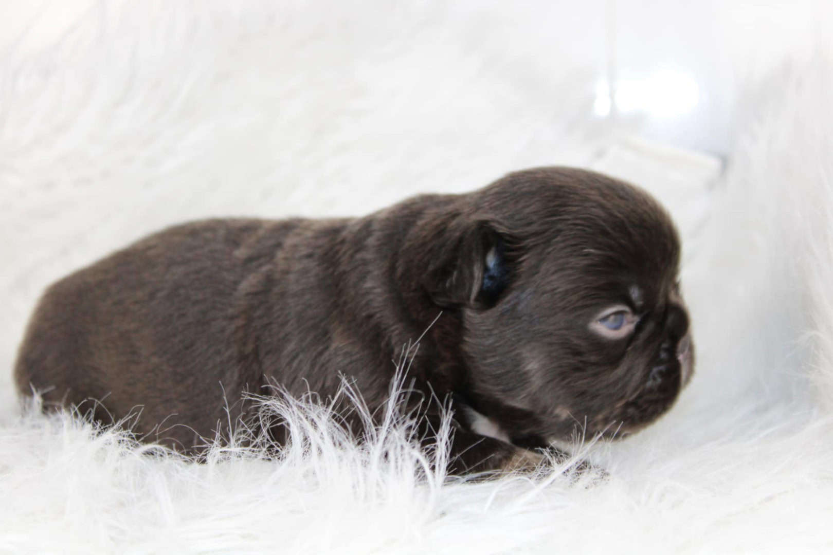 Chiot mâle bouledogue français exotique cocoa tan aux yeux bleu-vert à vendre