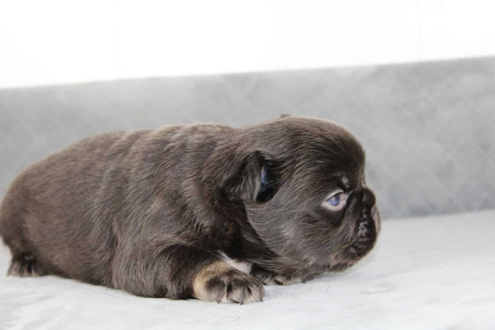 Chiot mâle bouledogue français exotique cocoa tan aux yeux bleu-vert à vendre