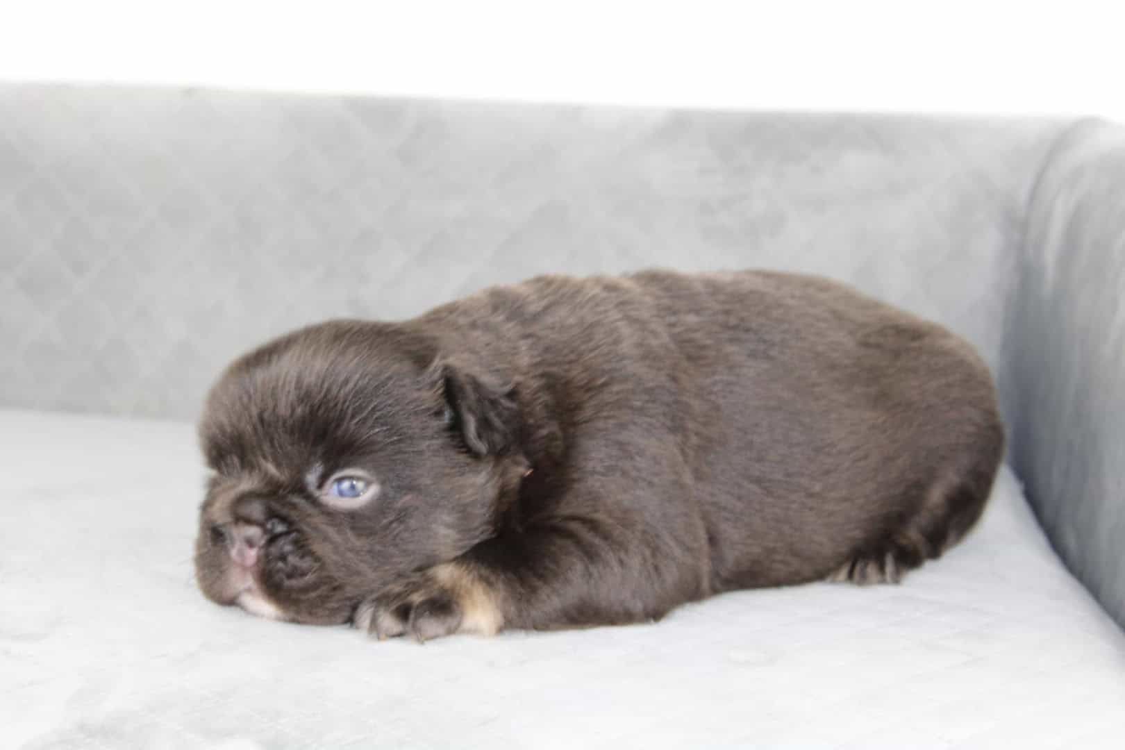 Chiot mâle bouledogue français exotique cocoa tan aux yeux bleu-vert à vendre