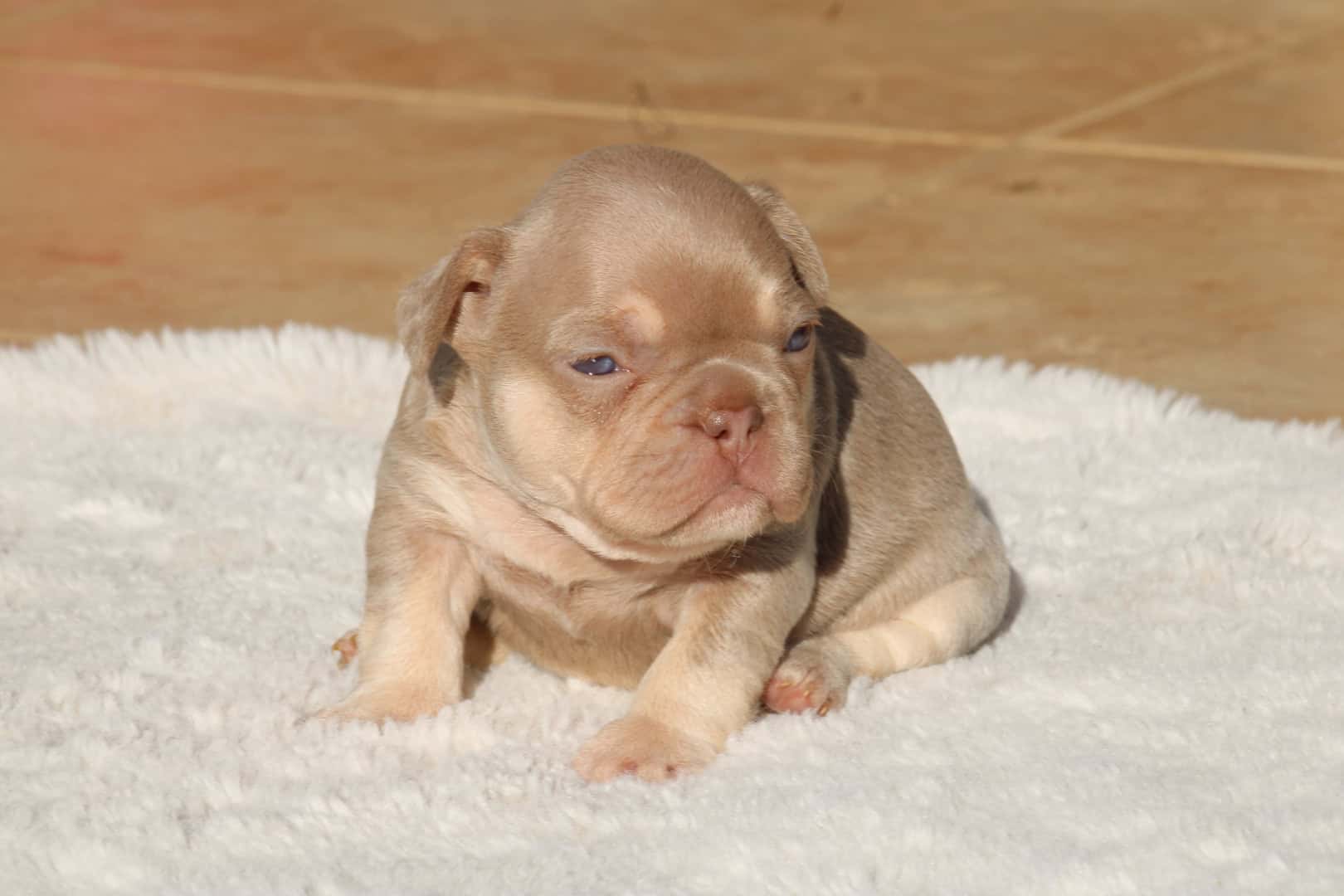 Chiot femelle bouledogue français exotique isabella tan new shade aux yeux verts à vendre