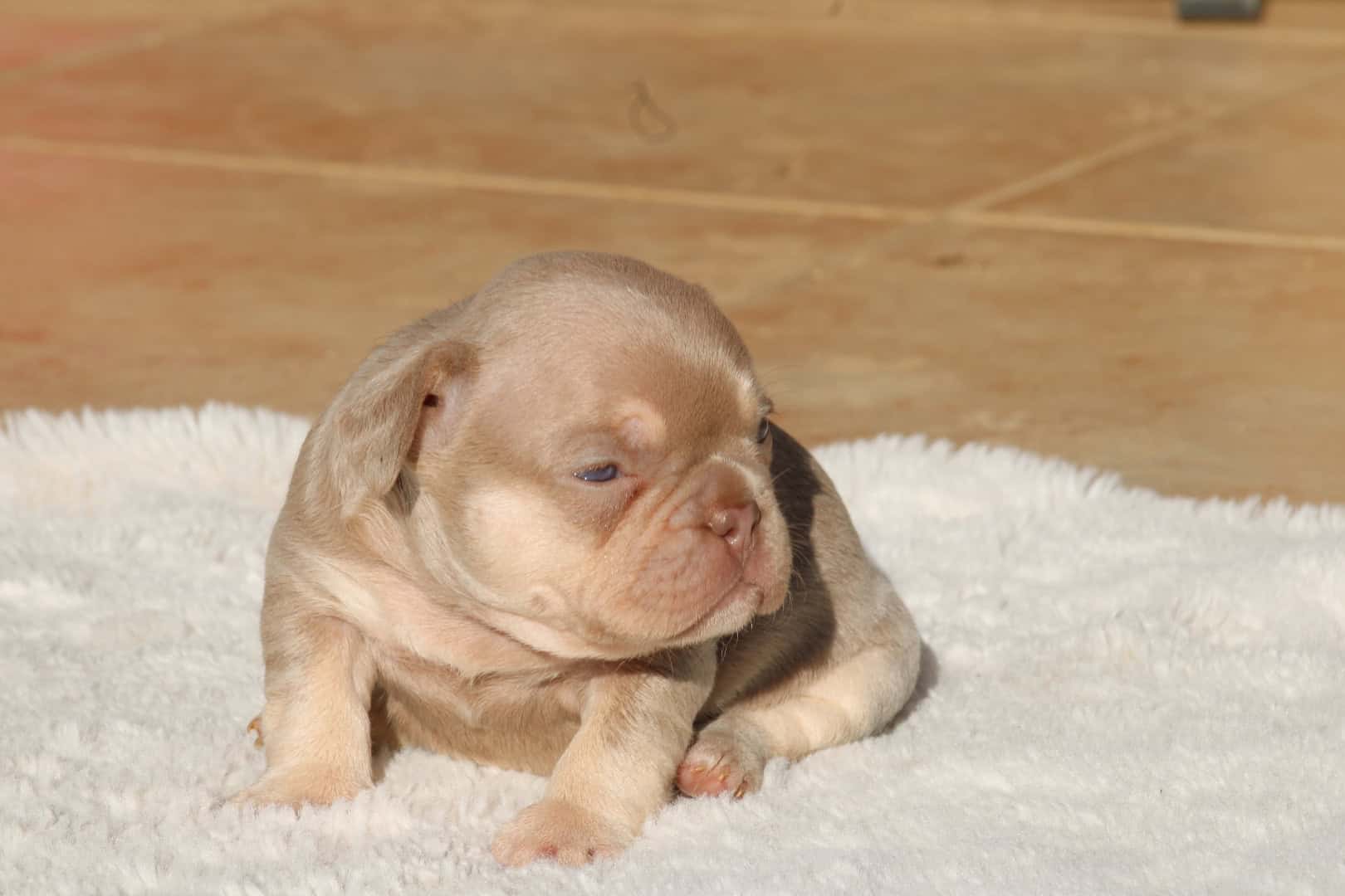 Chiot femelle bouledogue français exotique isabella tan new shade aux yeux verts à vendre