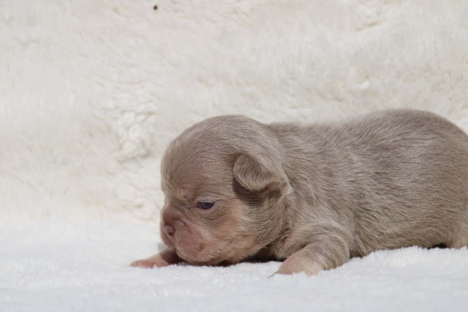 Chiot femelle bouledogue français exotique isabella tan new shade aux yeux verts à vendre