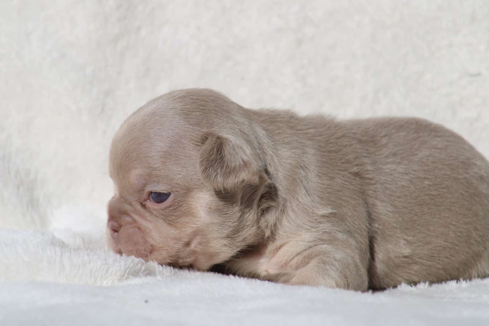 Chiot femelle bouledogue français exotique isabella tan new shade aux yeux verts à vendre