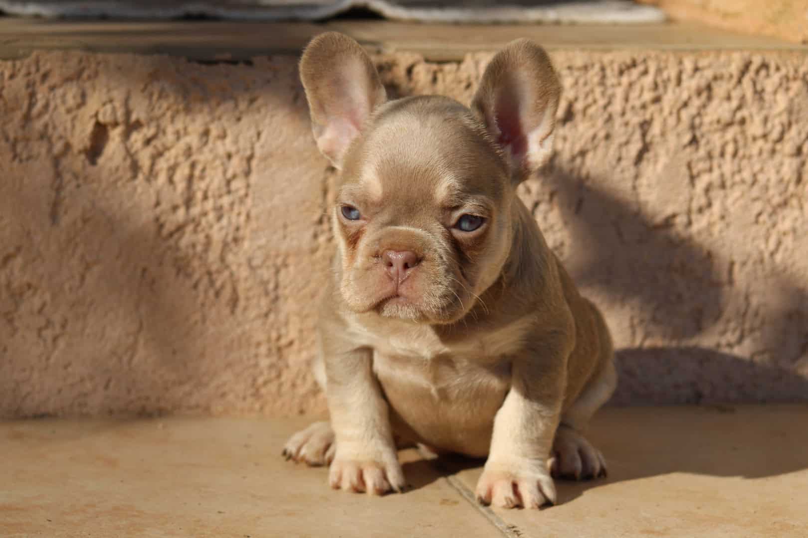 Chiot femelle bouledogue français exotique isabella tan new shade aux yeux verts à vendre