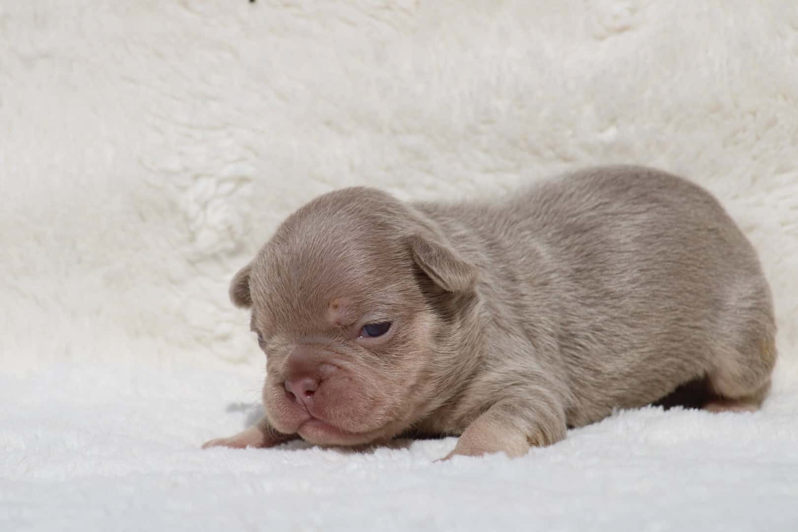 Chiot femelle bouledogue français exotique isabella tan new shade aux yeux verts à vendre