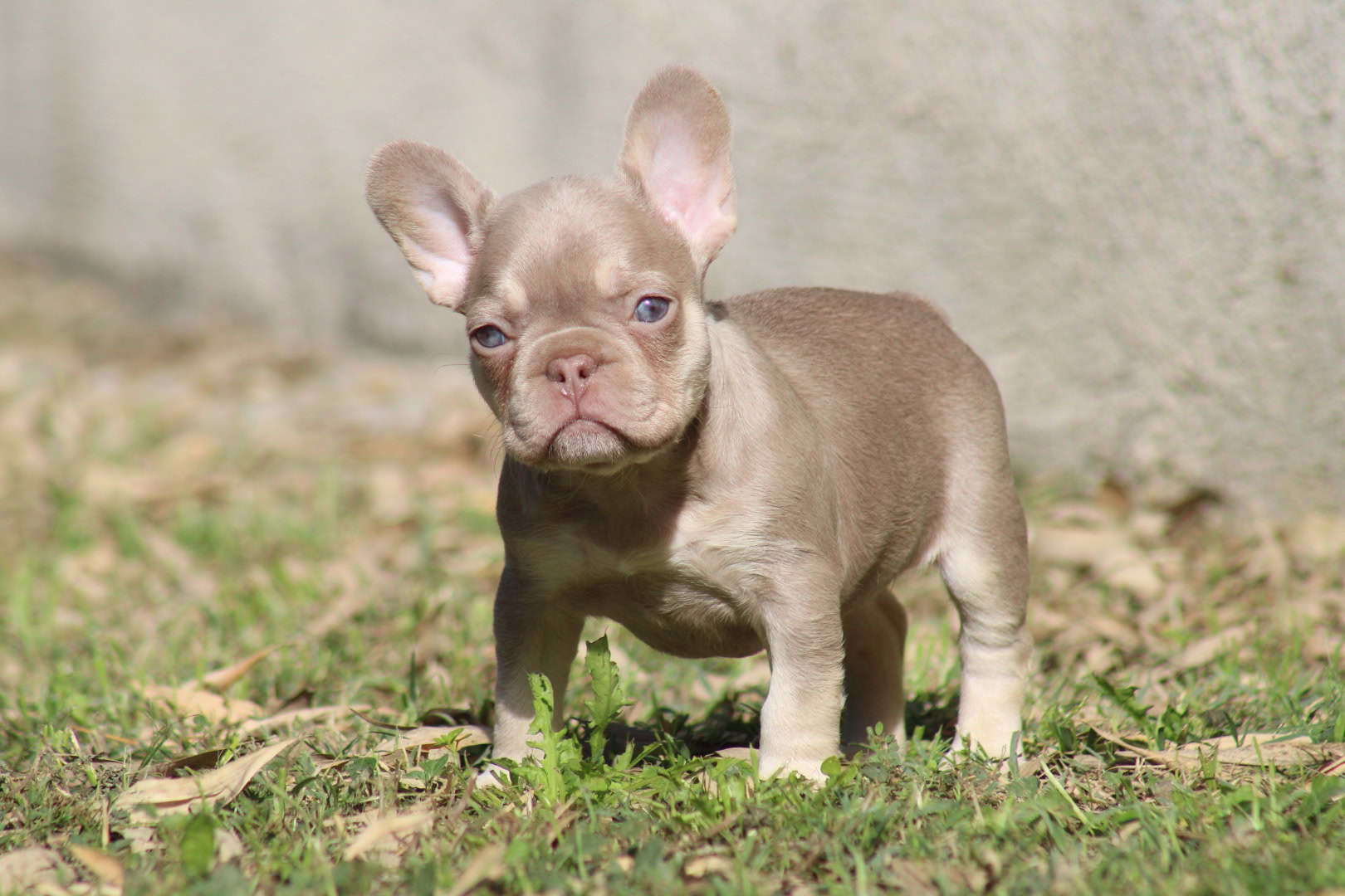 Chiot femelle bouledogue français exotique isabella tan new shade aux yeux verts à vendre