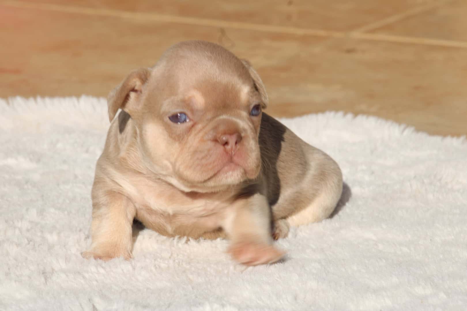 Chiot femelle bouledogue français exotique isabella tan new shade aux yeux verts à vendre