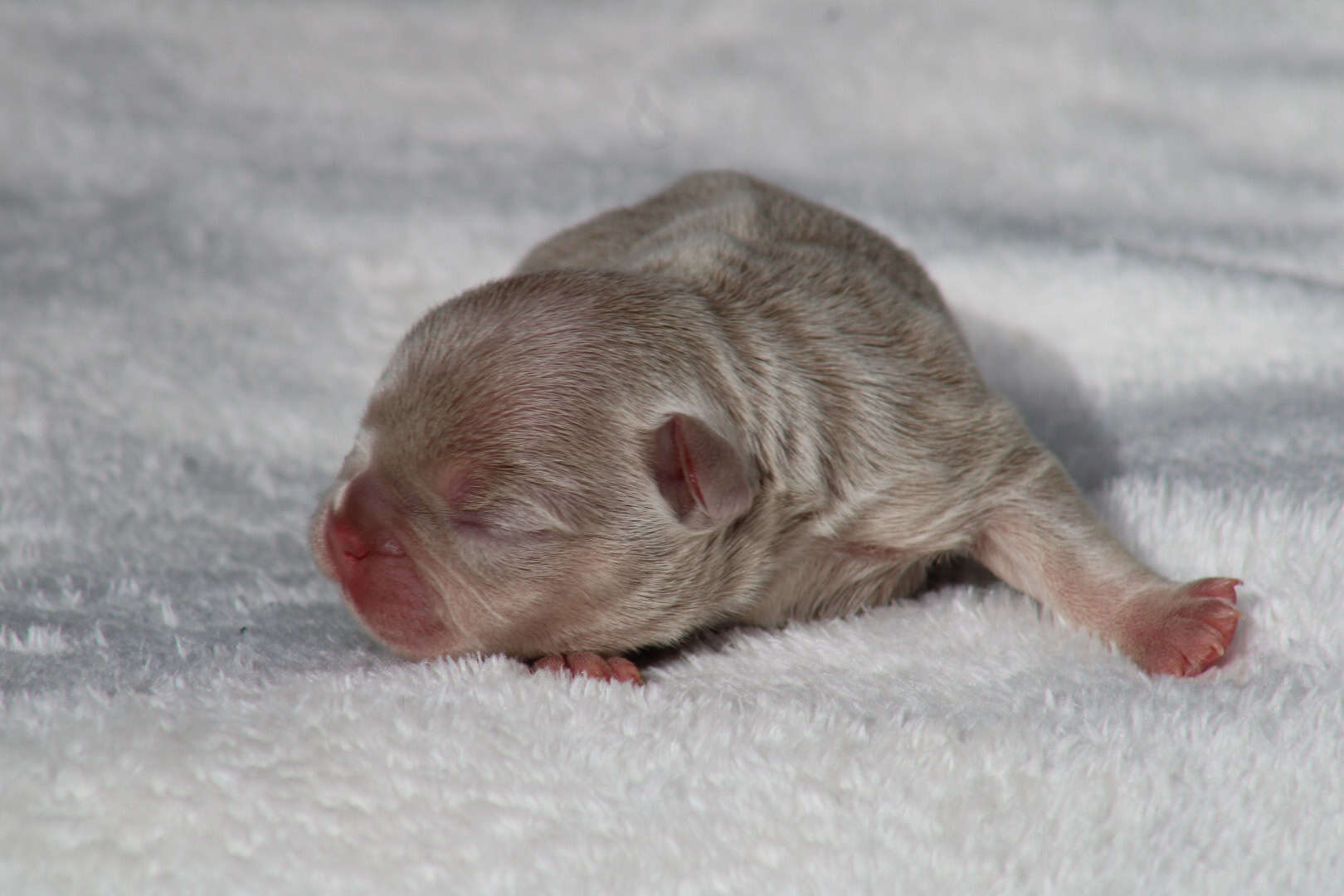 Chiot femelle bouledogue français exotique isabella tan new shade à vendre