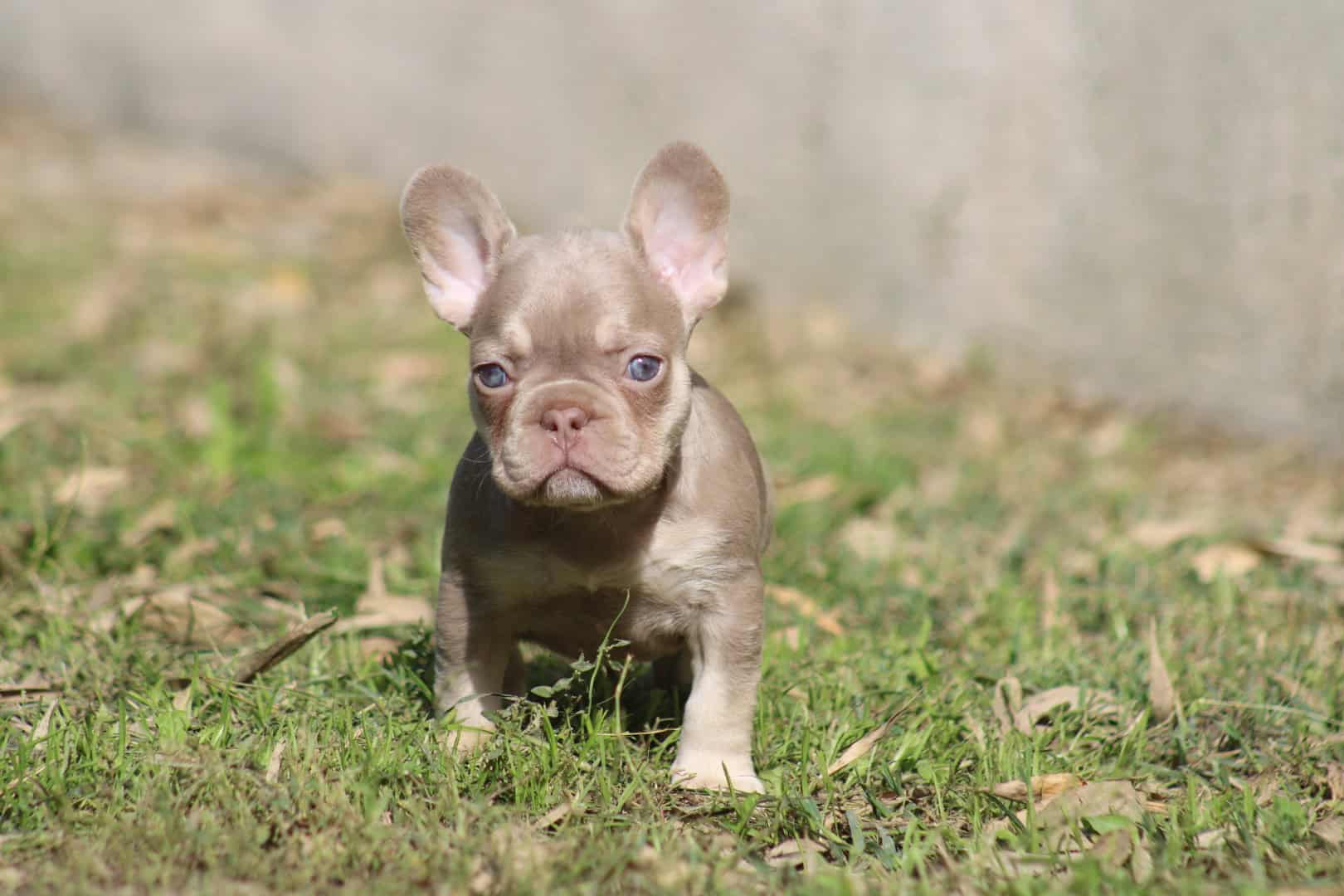 Chiot femelle bouledogue français exotique isabella tan new shade aux yeux verts à vendre