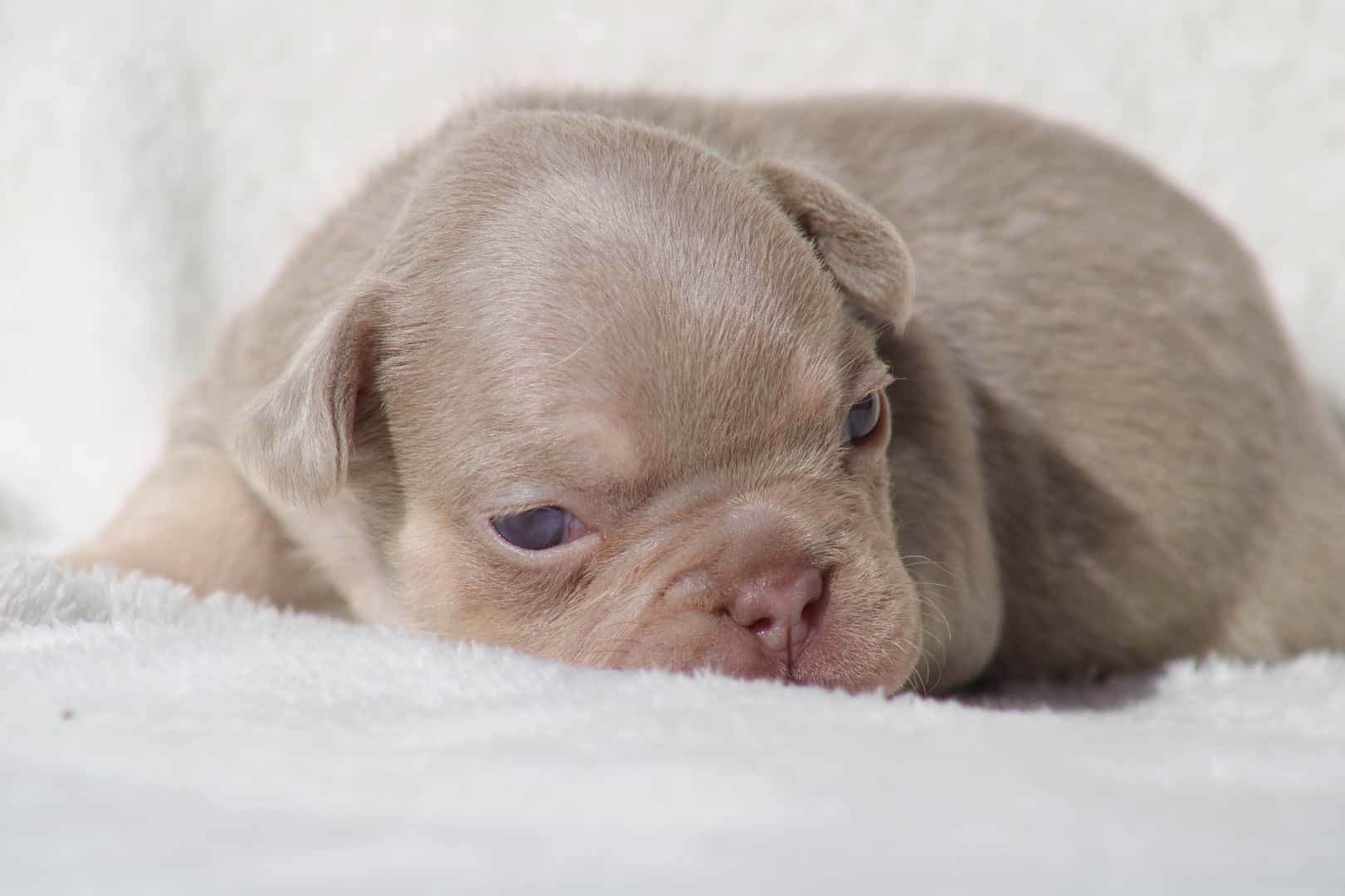 Chiot femelle bouledogue français exotique isabella tan new shade aux yeux verts à vendre