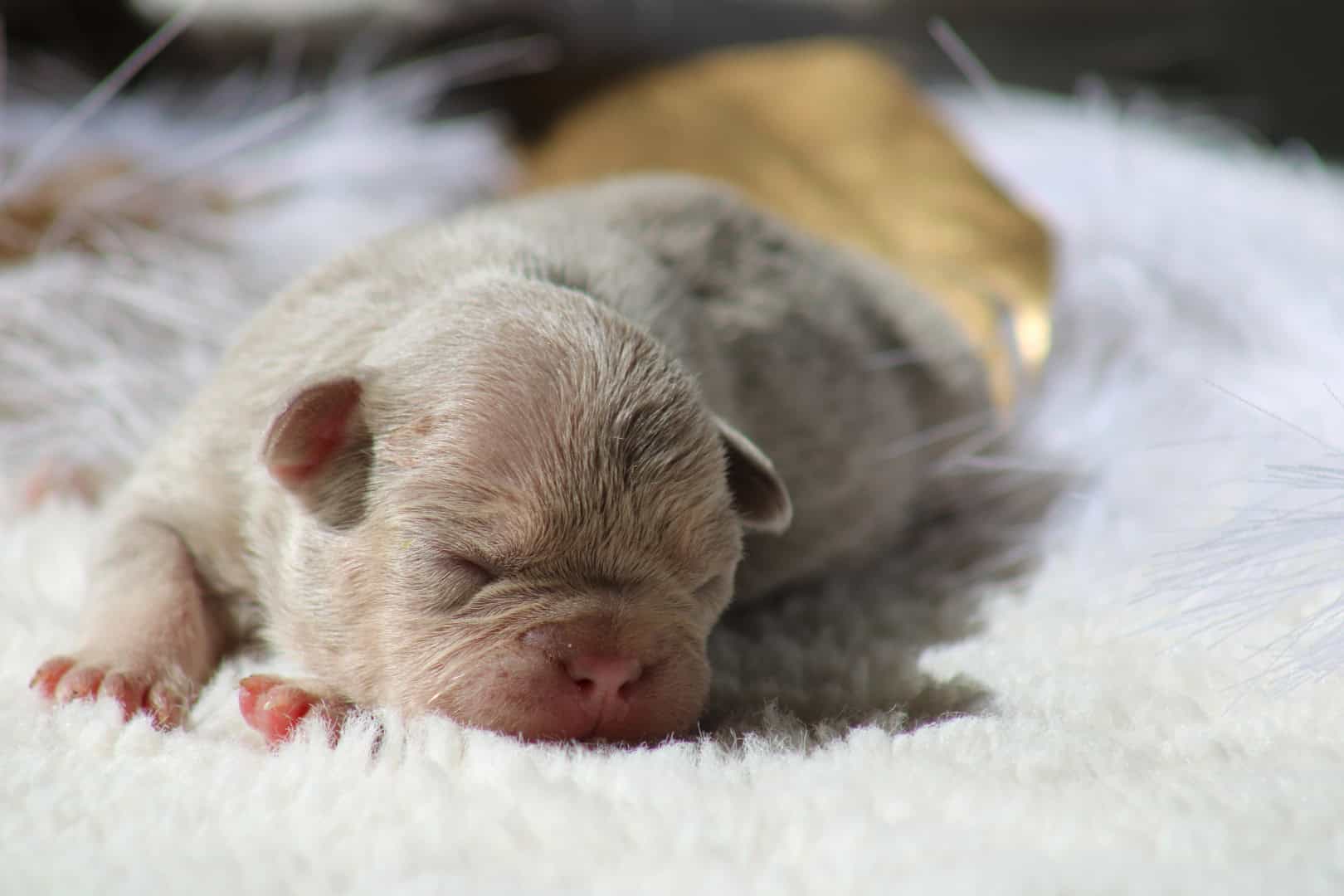 Chiot femelle bouledogue français exotique isabella tan new shade à vendre