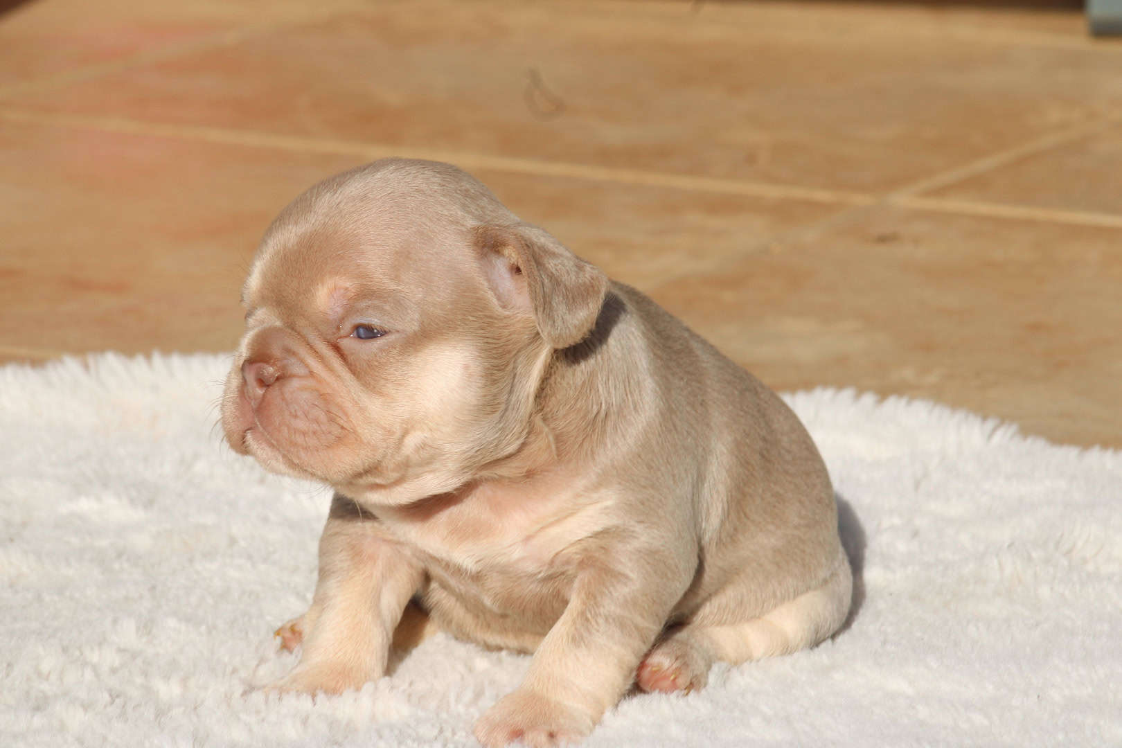 Chiot femelle bouledogue français exotique isabella tan new shade aux yeux verts à vendre