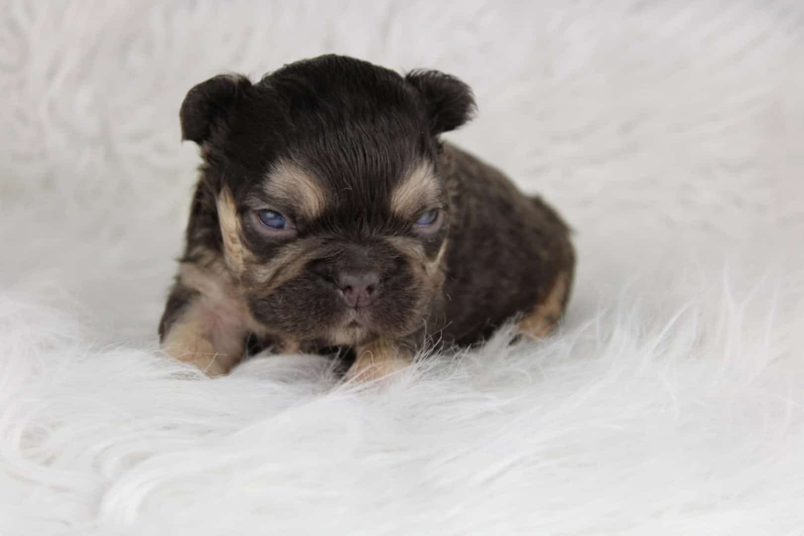 Chiot mâle bouledogue français exotique cocoa tan aux yeux bleu-vert à vendre