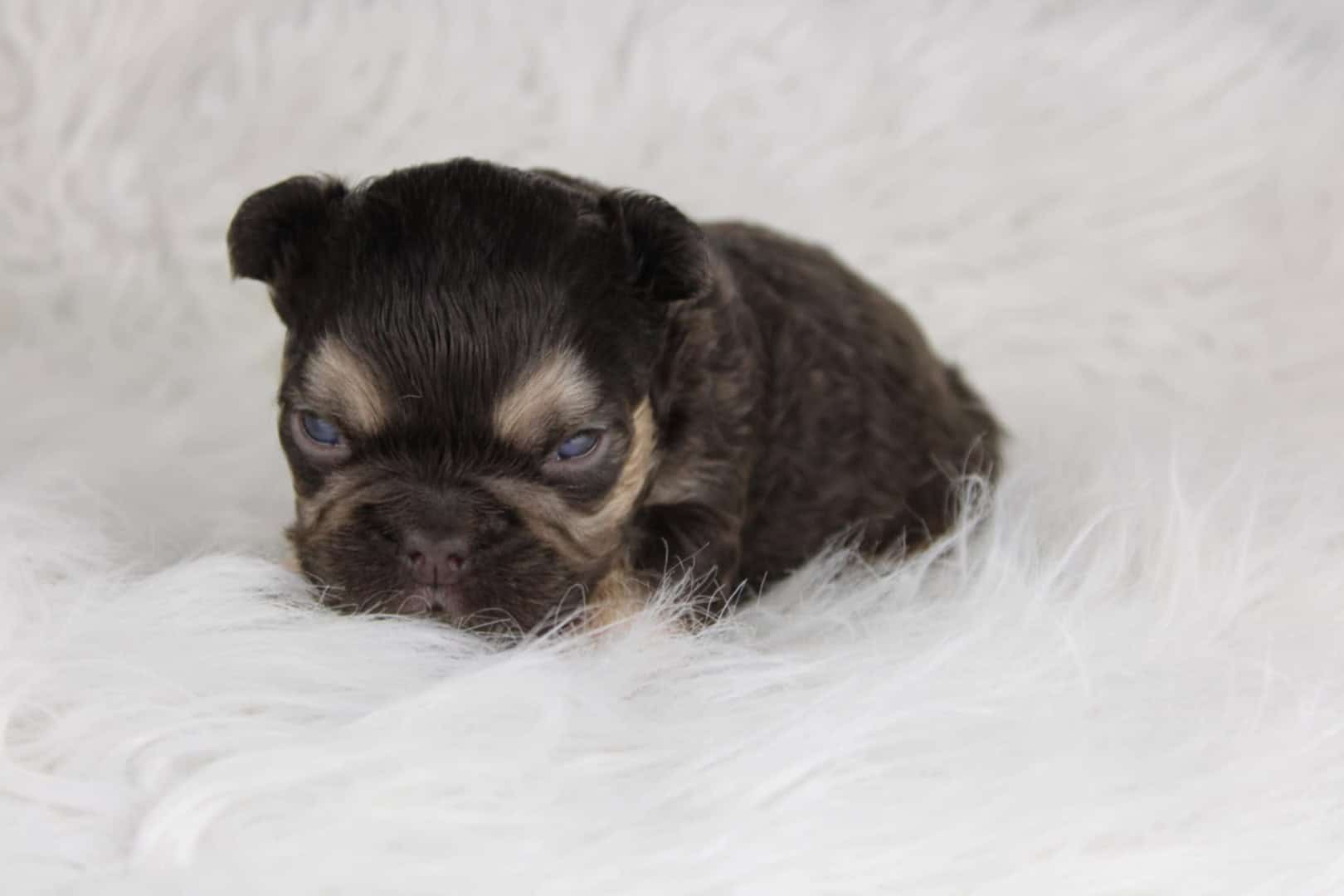 Chiot mâle bouledogue français exotique cocoa tan aux yeux bleu-vert à vendre