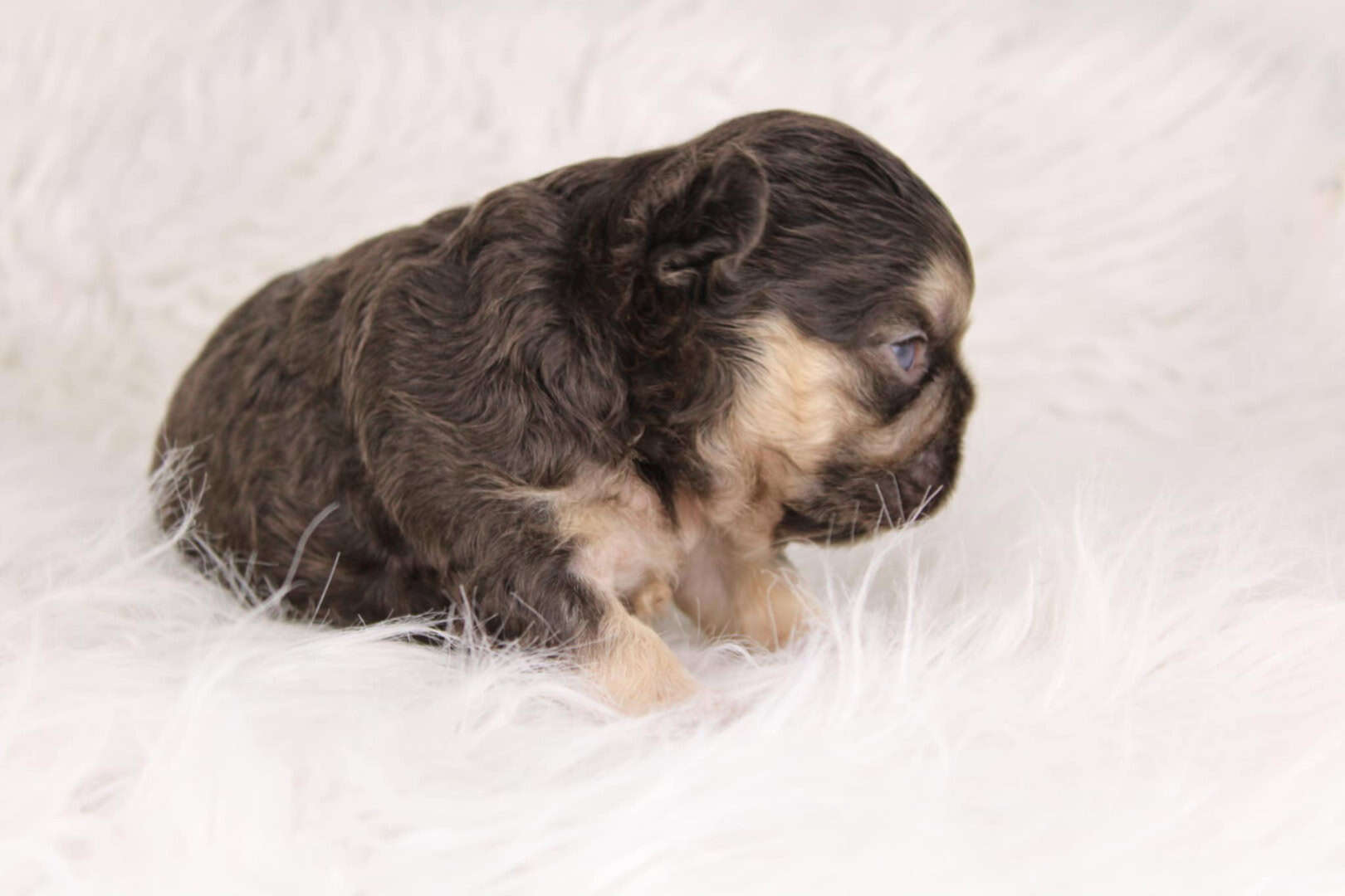 Chiot mâle bouledogue français exotique cocoa tan aux yeux bleu-vert à vendre