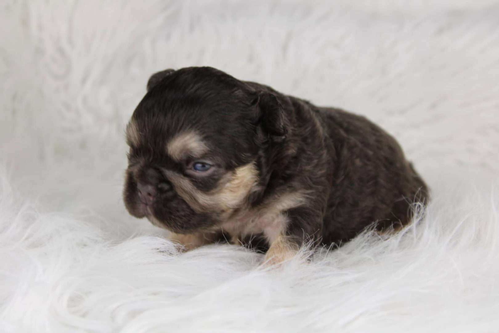 Chiot mâle bouledogue français exotique cocoa tan aux yeux bleu-vert à vendre