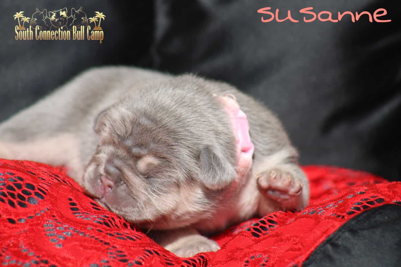Chiot femelle bouledogue français exotique porteuse red chocolate carrier new shade puppy french bulldog