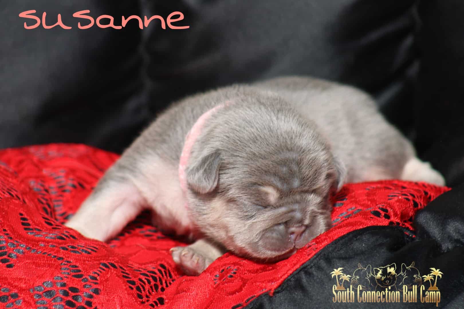 Chiot femelle bouledogue français exotique porteuse red chocolate carrier new shade puppy french bulldog