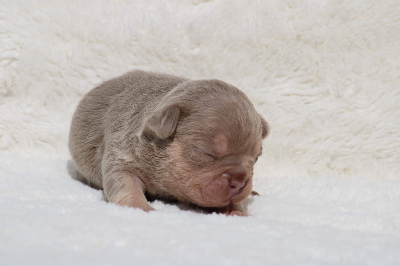 Chiot femelle bouledogue français exotique isabella tan à vendre