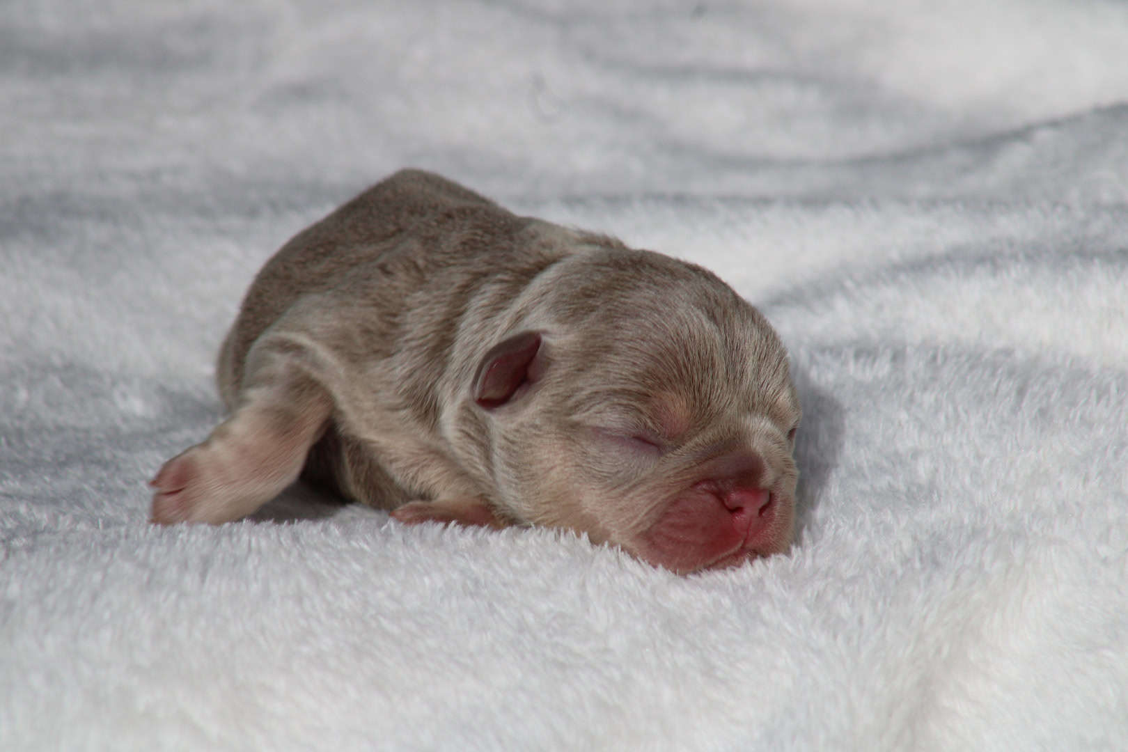 Chiot femelle bouledogue français exotique isabella tan à vendre