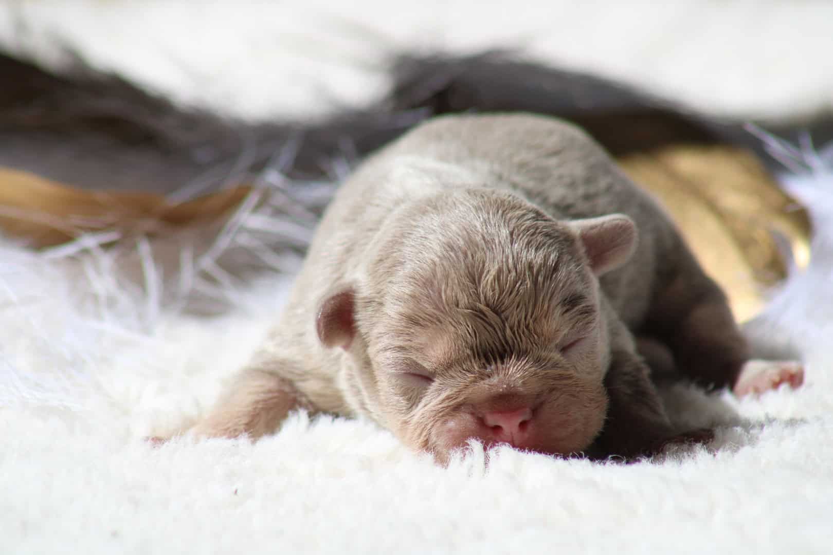 Chiot femelle bouledogue français exotique isabella tan à vendre