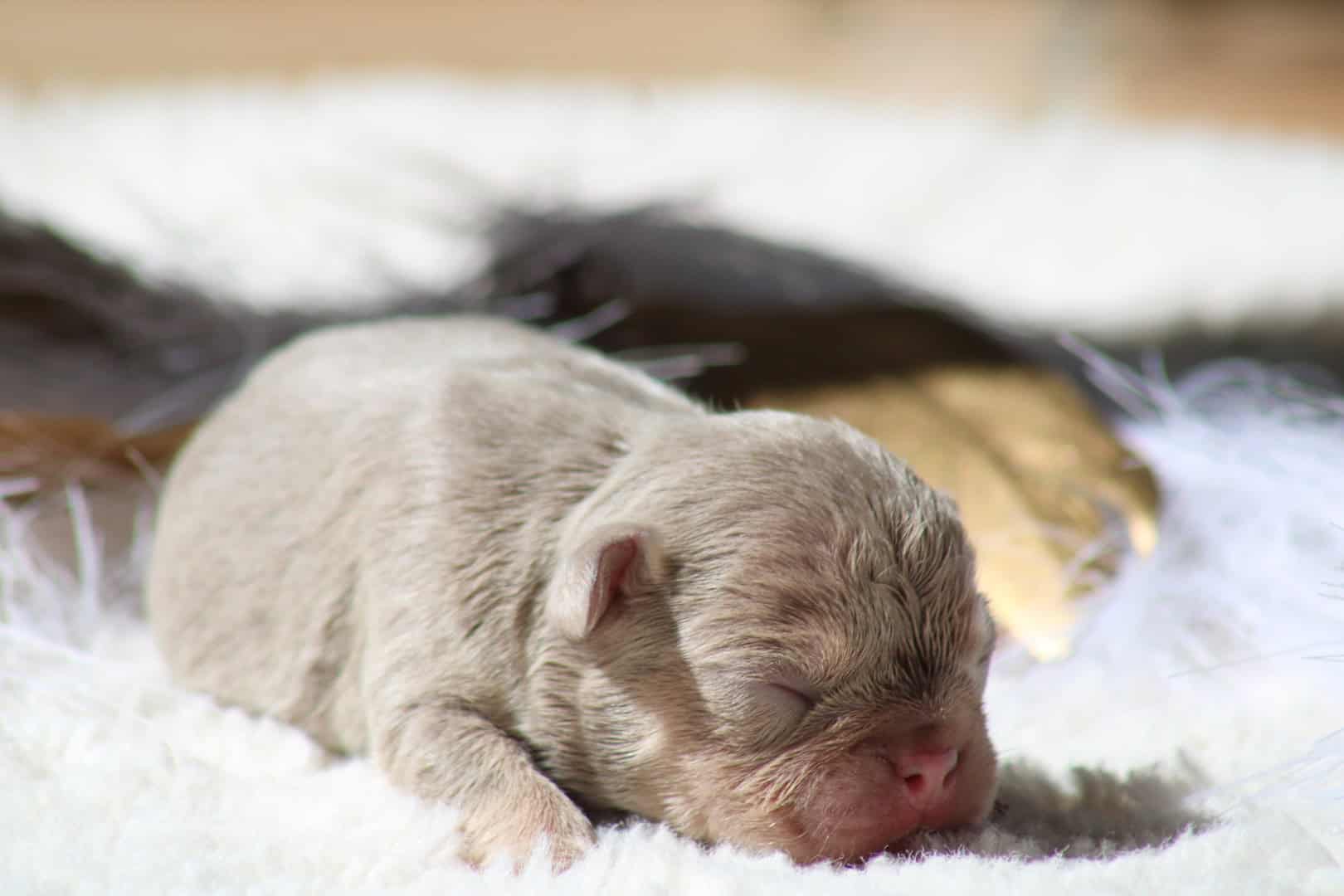 Chiot femelle bouledogue français exotique isabella tan à vendre